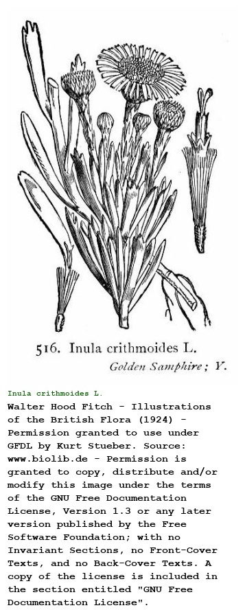 Inula crithmoides L.